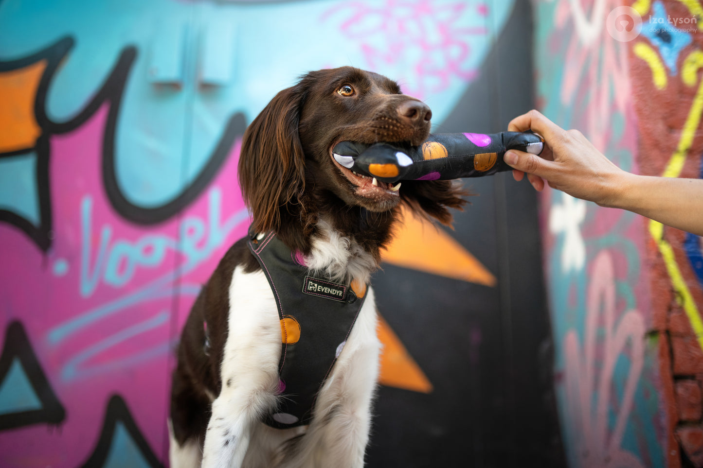 Dog toy „Let´s Dog Funky"