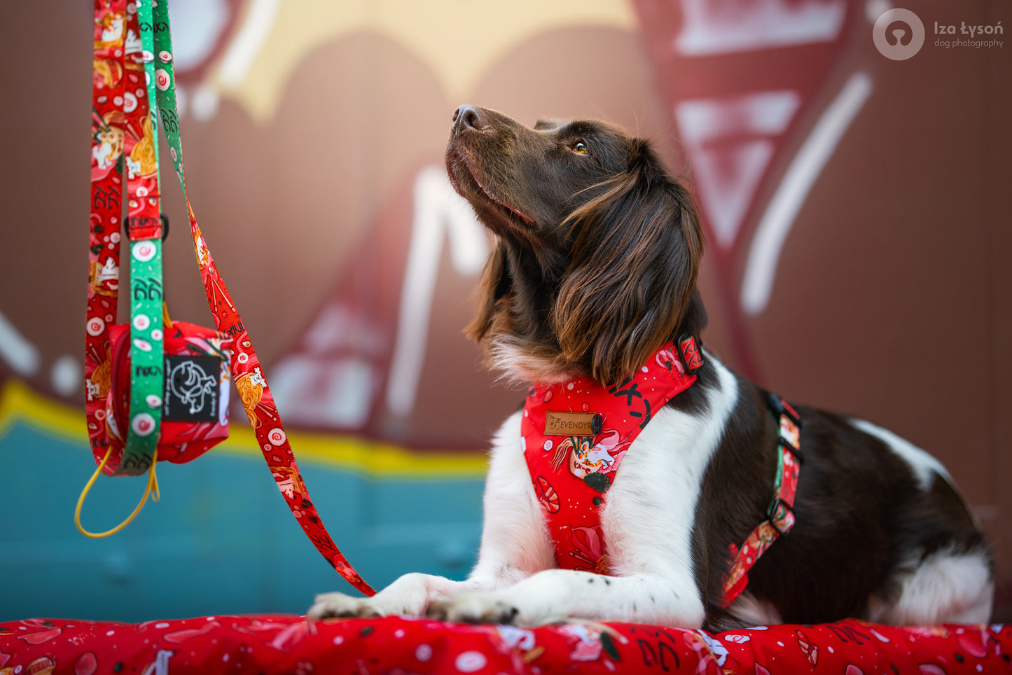 Pressure-free harness Evendyr COMFORT „Dogyo”