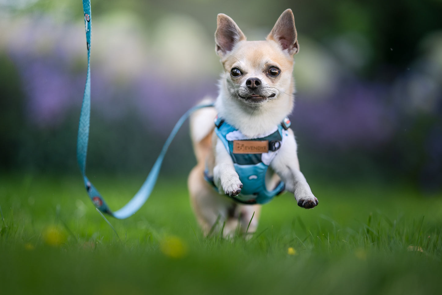 Pressure-free harness Evendyr COMFORT „Velg en laks!" Basis