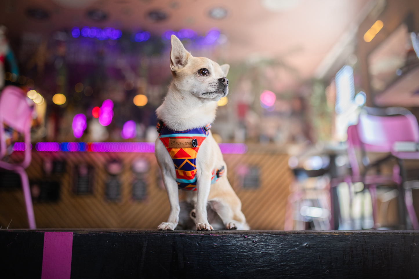 Pressure-free harness Evendyr COMFORT „Liker du ikke taco?"