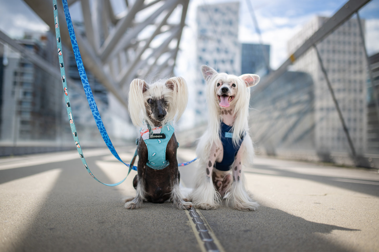 Soft sele Evendyr KOMFORT „Velg en laks!"