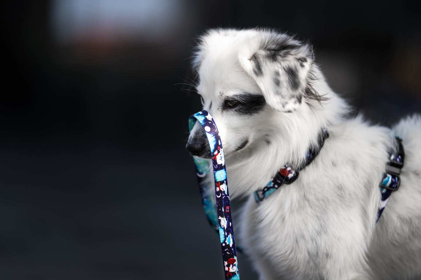 City leash „Aurora Polarbears"