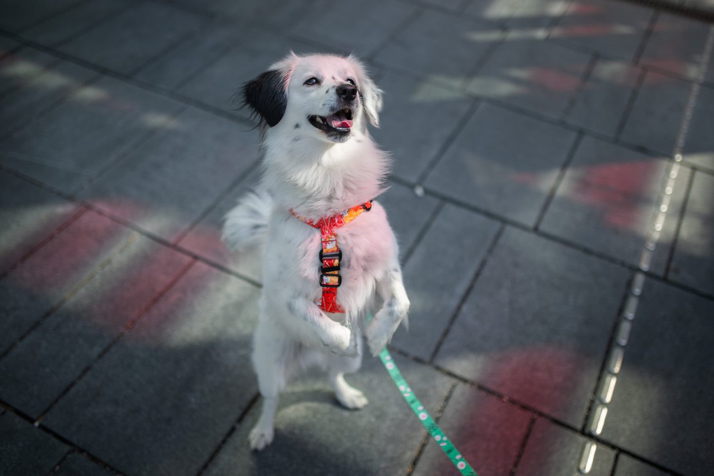 Guards dog harness „Dogyo"