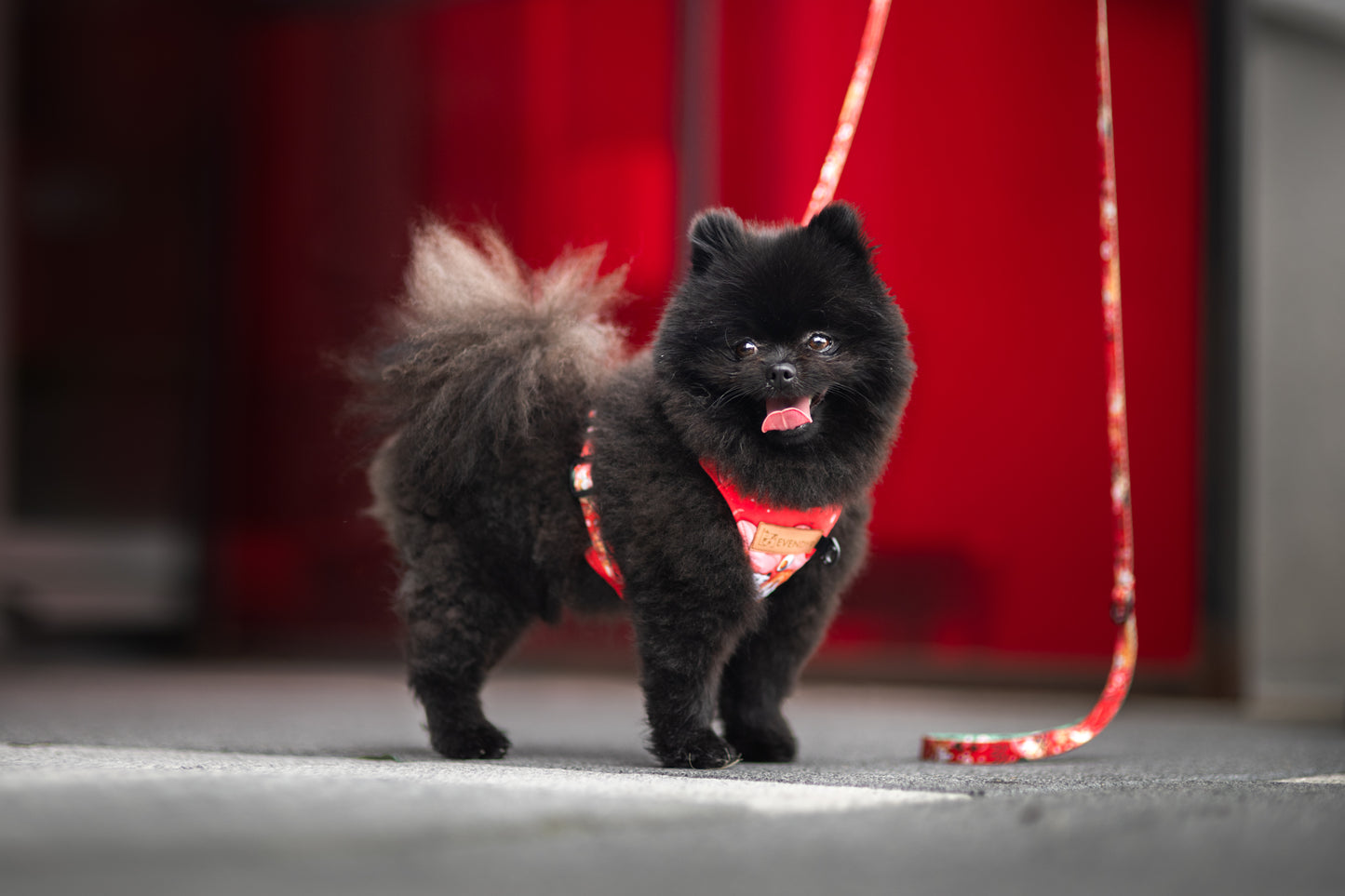 Pressure-free harness Evendyr COMFORT „Dogyo”