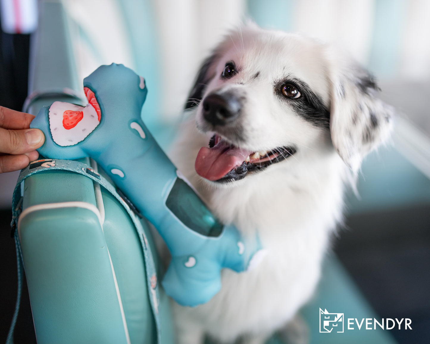 Hundeleke „Velg en laks!”