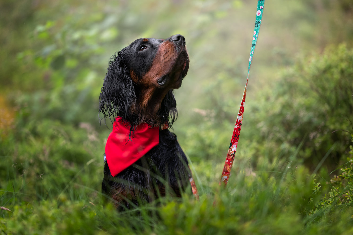 Hundebandana  „Classic Red”