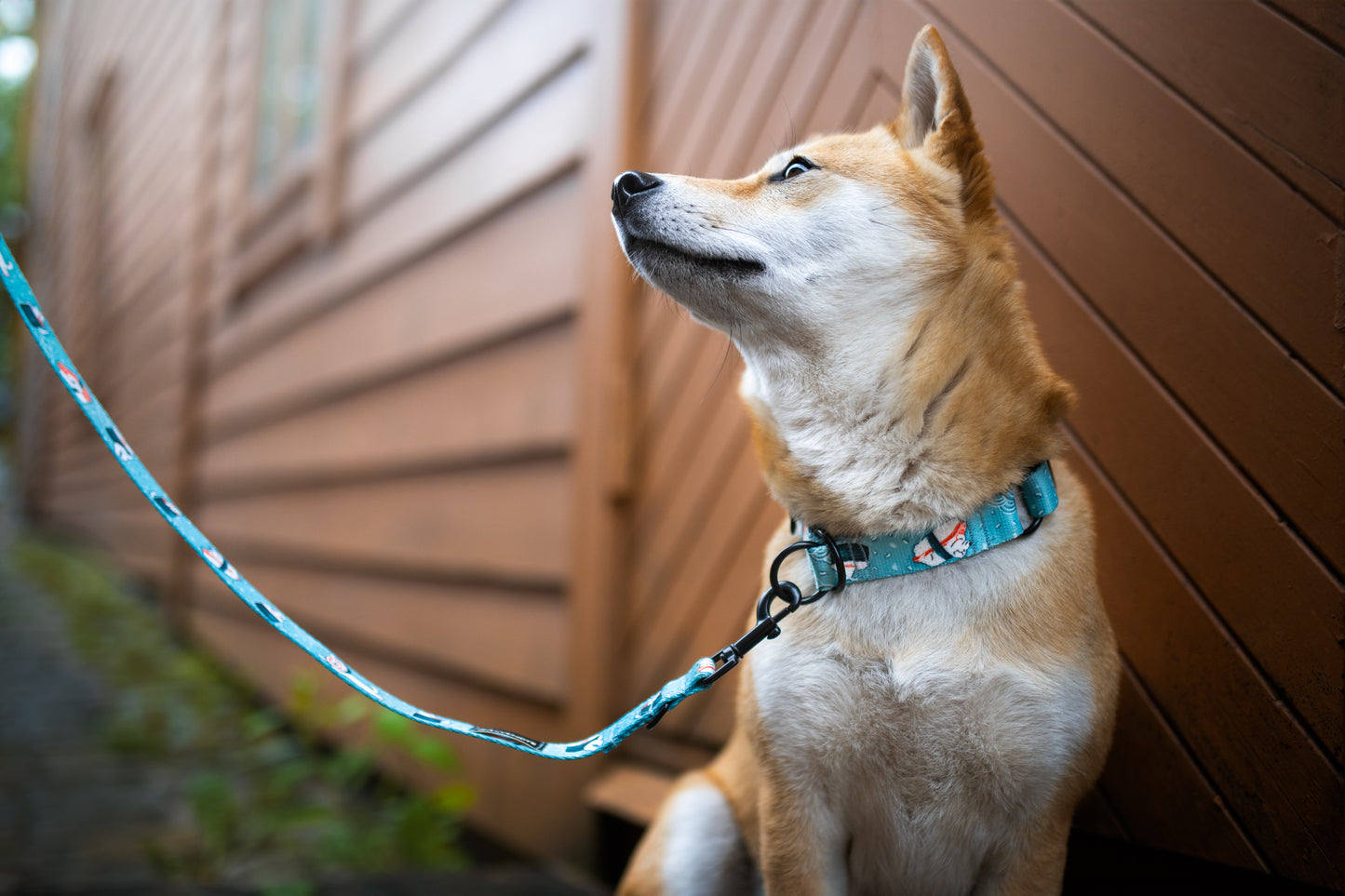 Half-choke dog collar „Velg en laks!"
