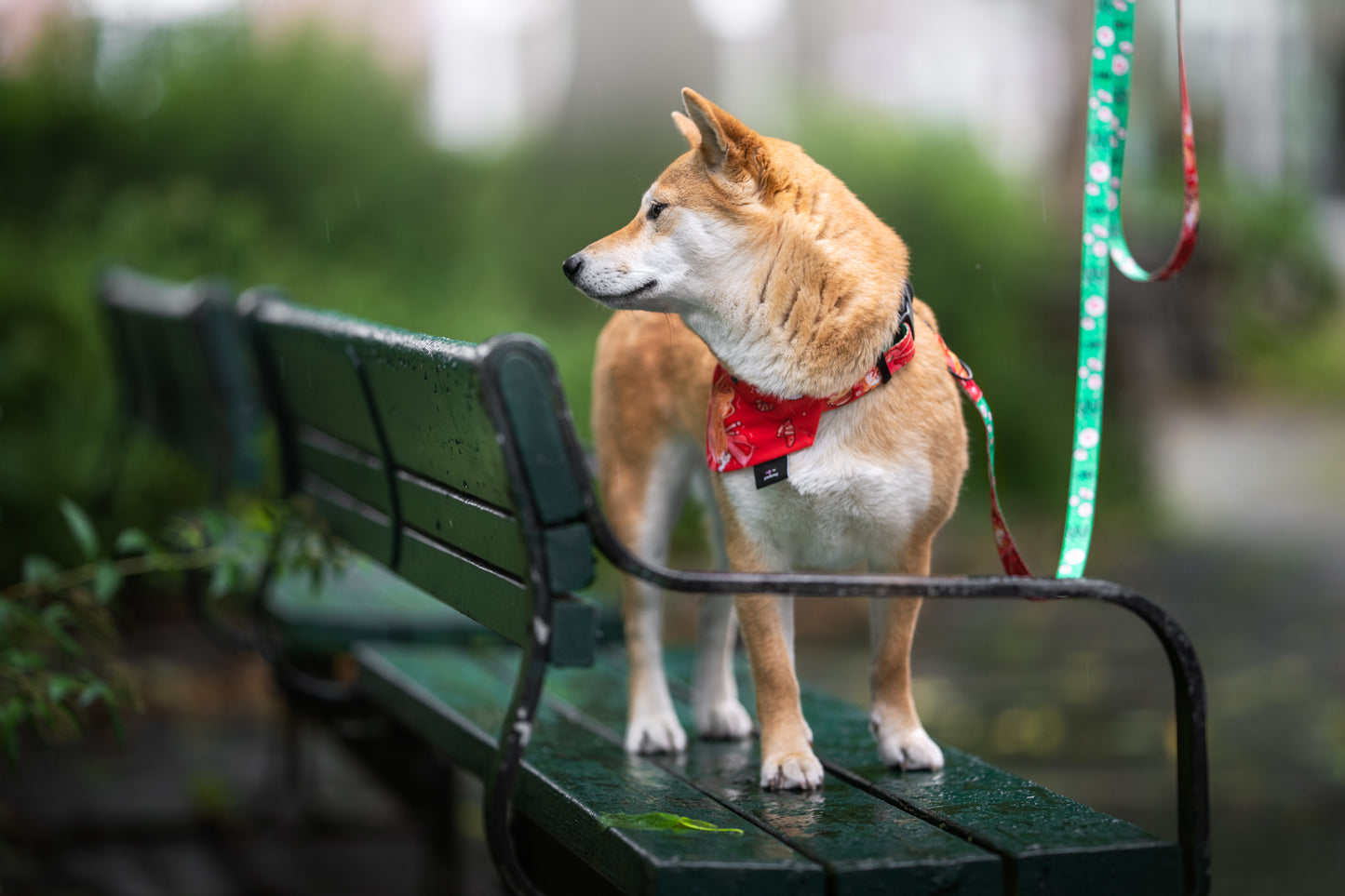 Dog bandana „Dogyo”