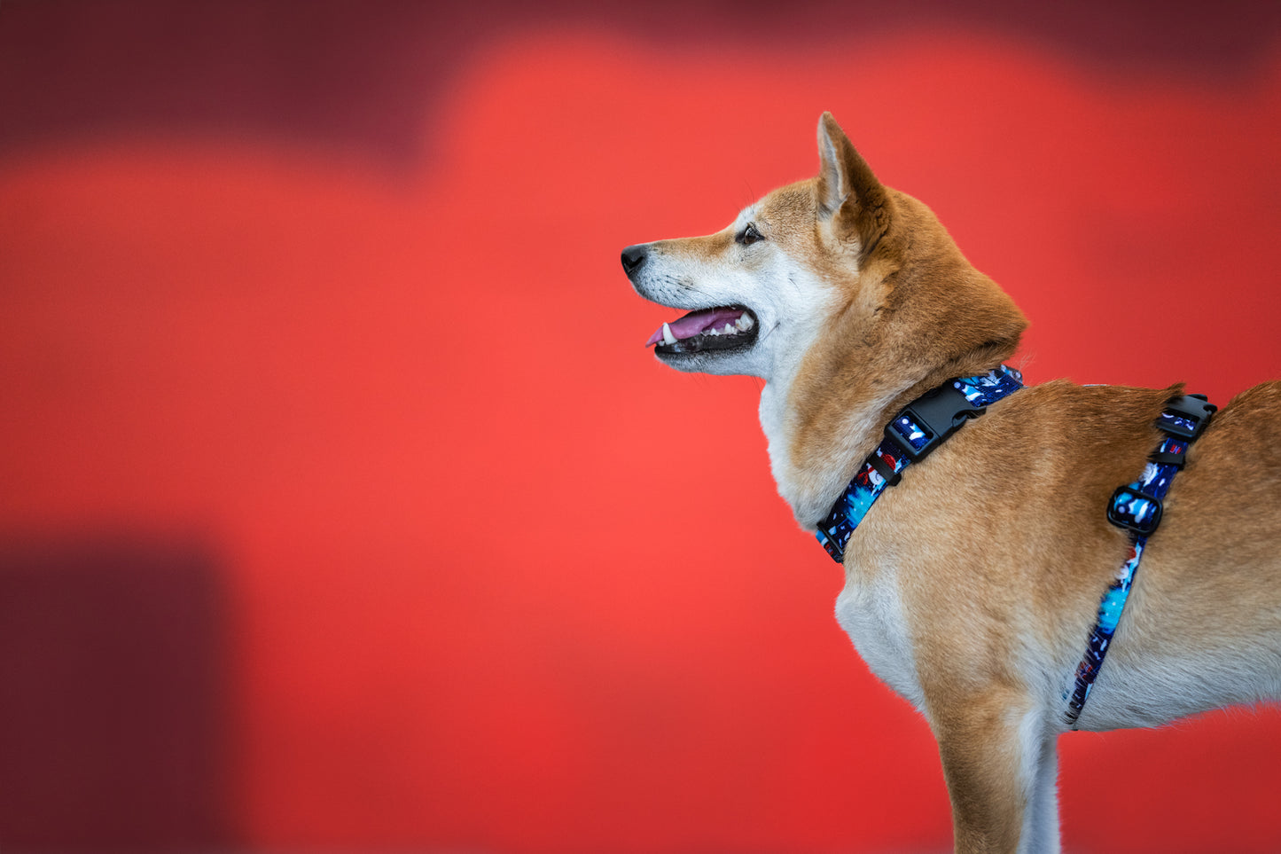 Guards dog harness „Aurora Polarbears"
