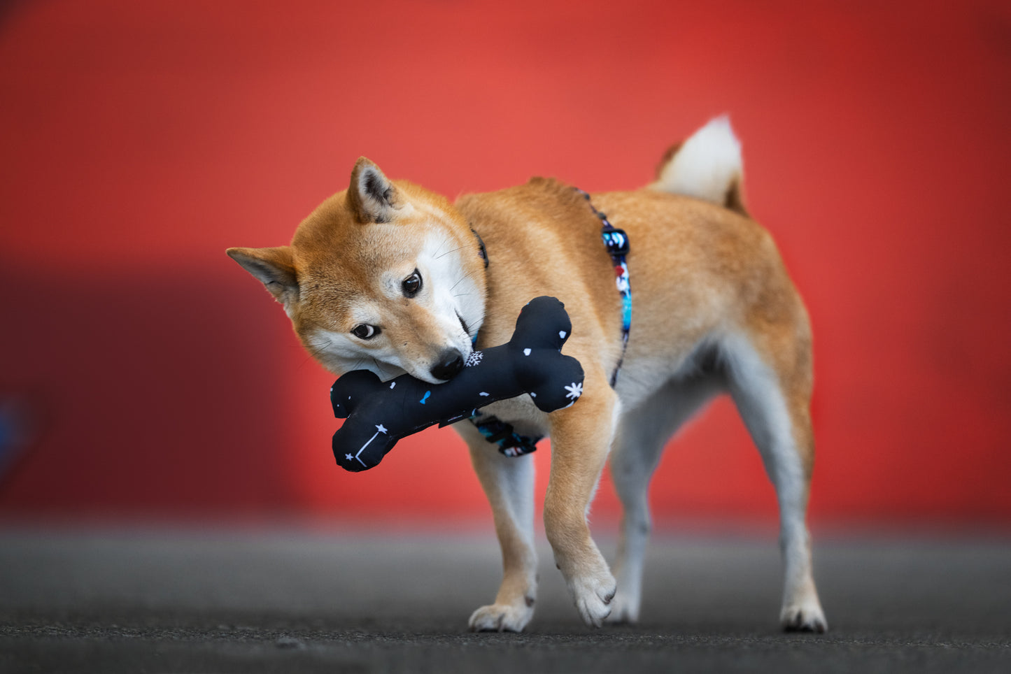 Dog toy „Aurora PolarBears"