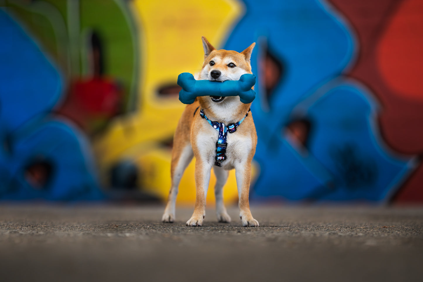 Dog toy „Lagune”