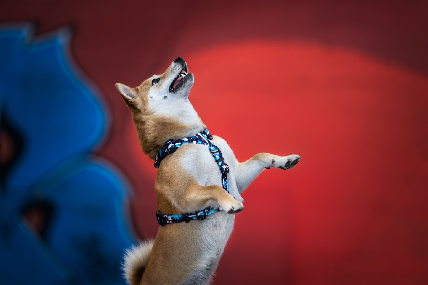 Guards dog harness „Aurora Polarbears"