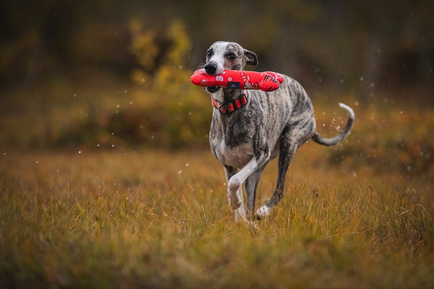 Hundeleke „Dogyo”