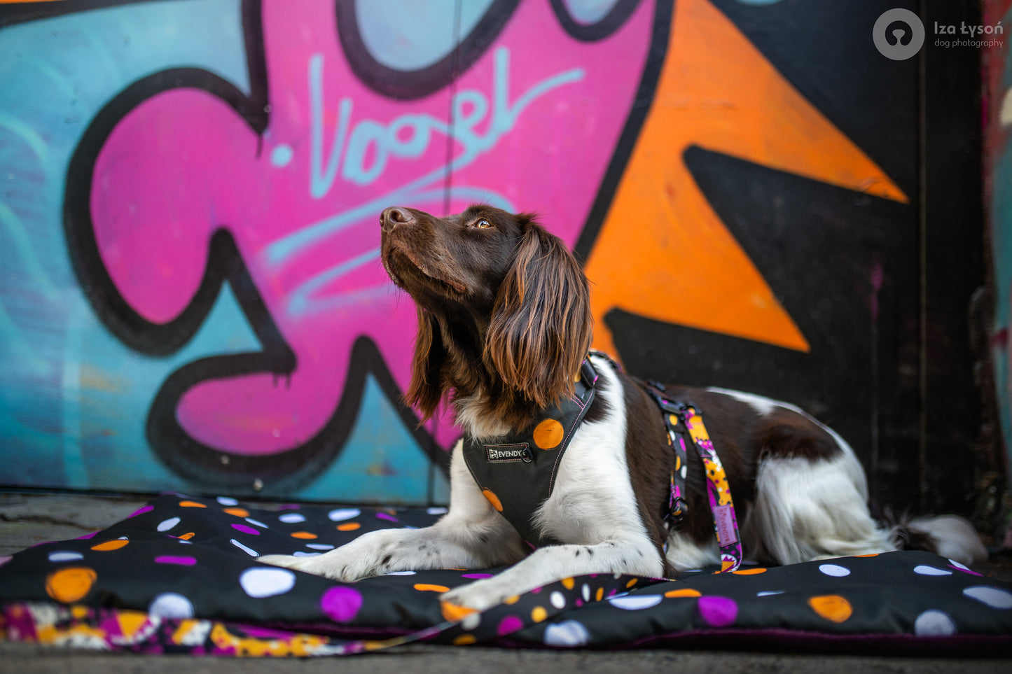 Hundeteppe „Let´s Dog Funky"