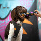 Pressure-free harness Evendyr COMFORT „Let´s Dog Funky"