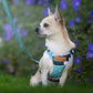 Pressure-free harness Evendyr COMFORT „Velg en laks!"