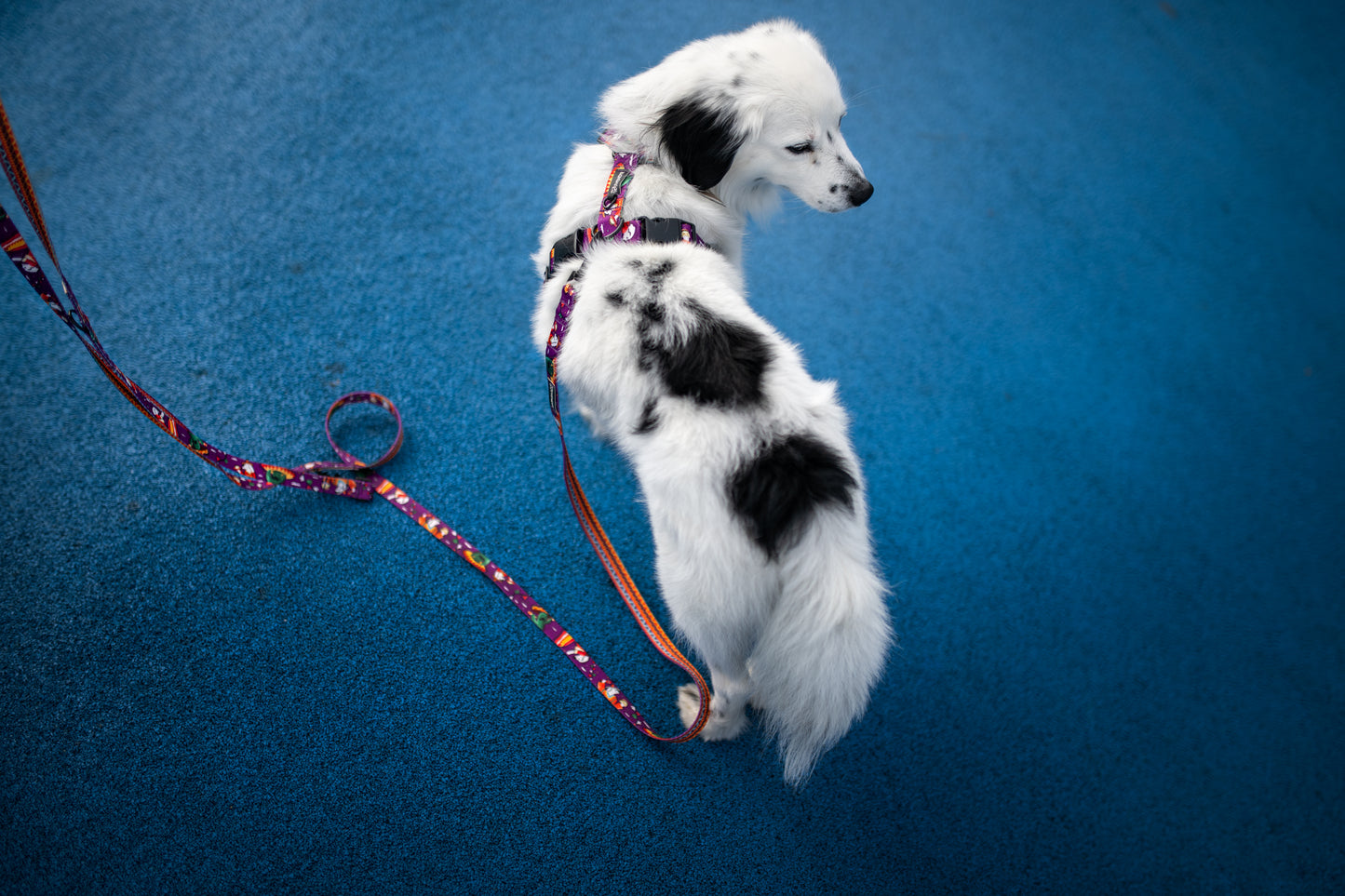 Guard's dog harness „Liker du ikke taco?"
