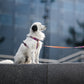 Guard's dog harness „Liker du ikke taco?"