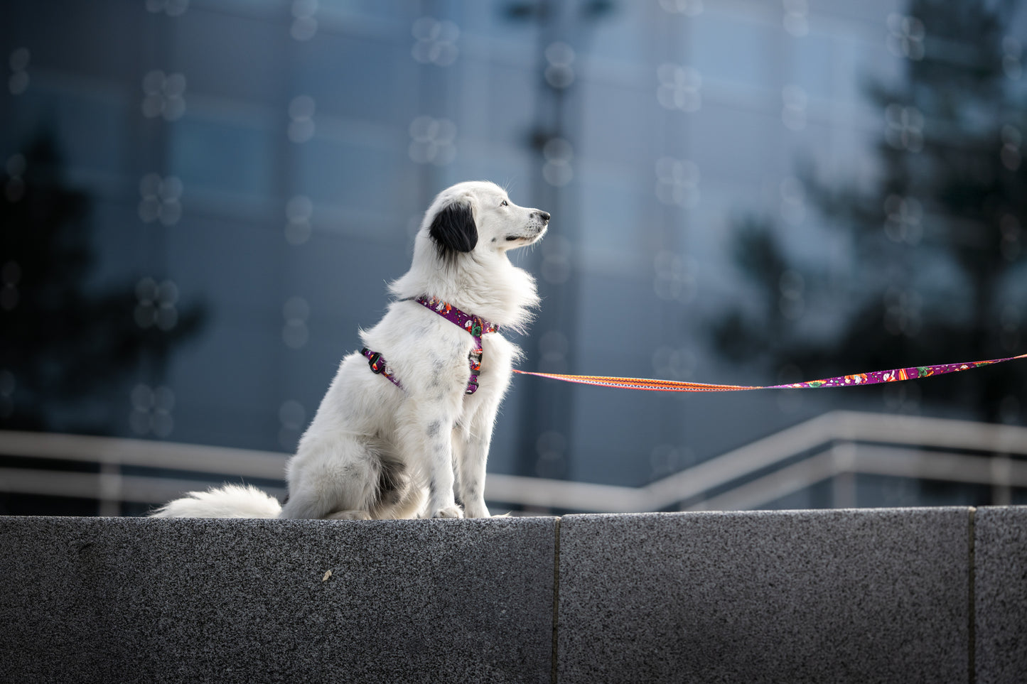 Guard's dog harness „Liker du ikke taco?"
