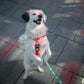 Guards dog harness „Dogyo"