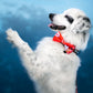 Dog bow „Dogyo”