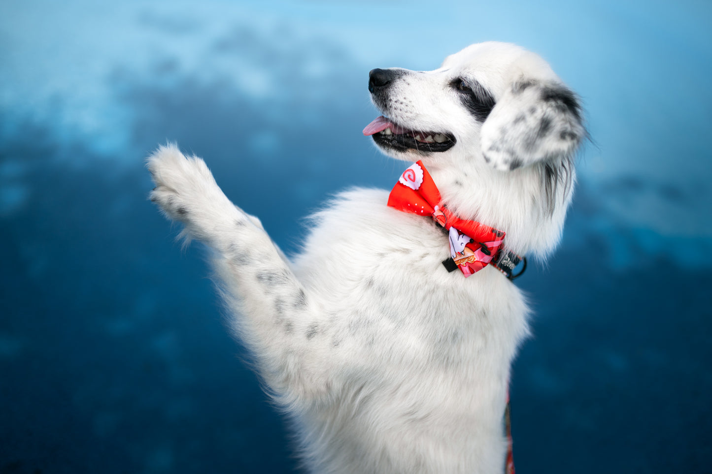 Dog bow „Dogyo”