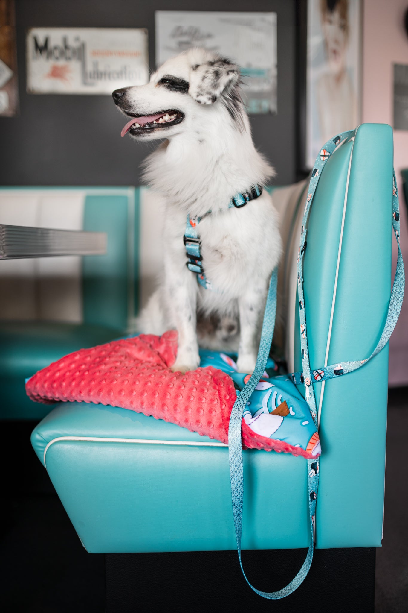 Y-hundesele „Velg en laks!”
