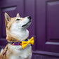 Dog bow „Pineapple”