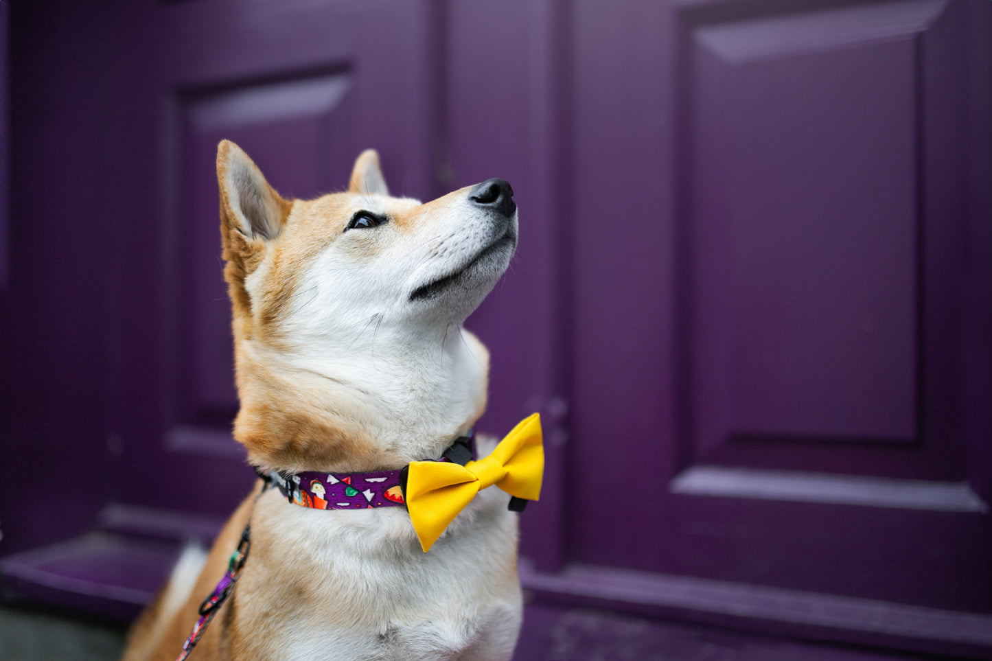 Dog bow „Pineapple”
