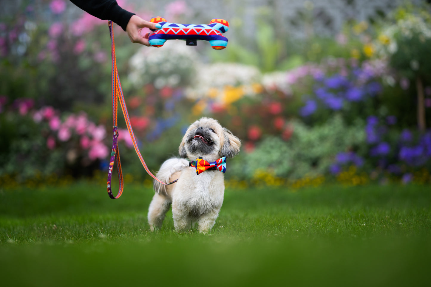 Dog bow „Liker du ikke taco?”